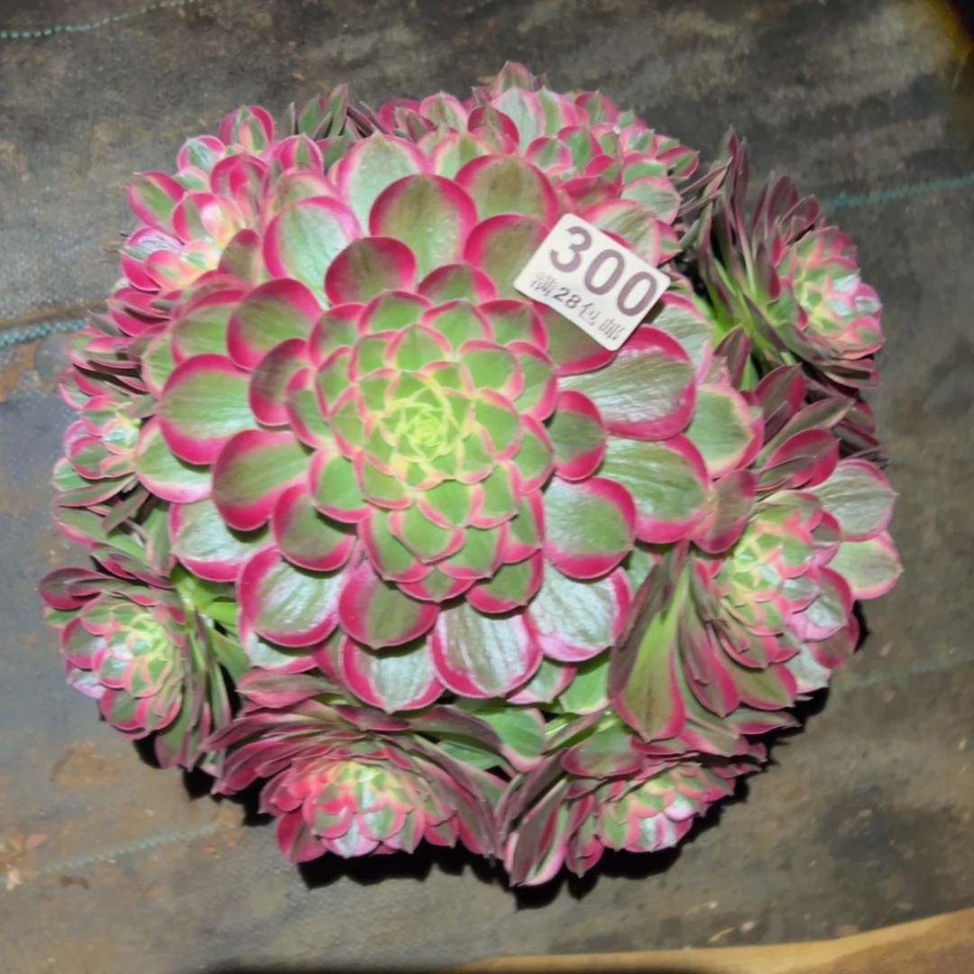 多肉植物300孔雀翎