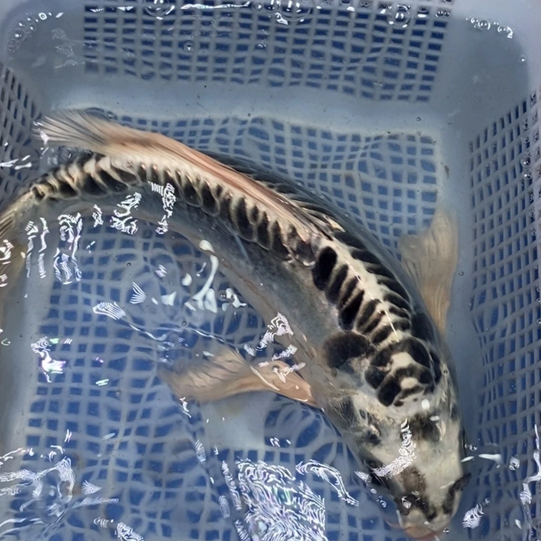 锦鲤冷水锦鲤包邮