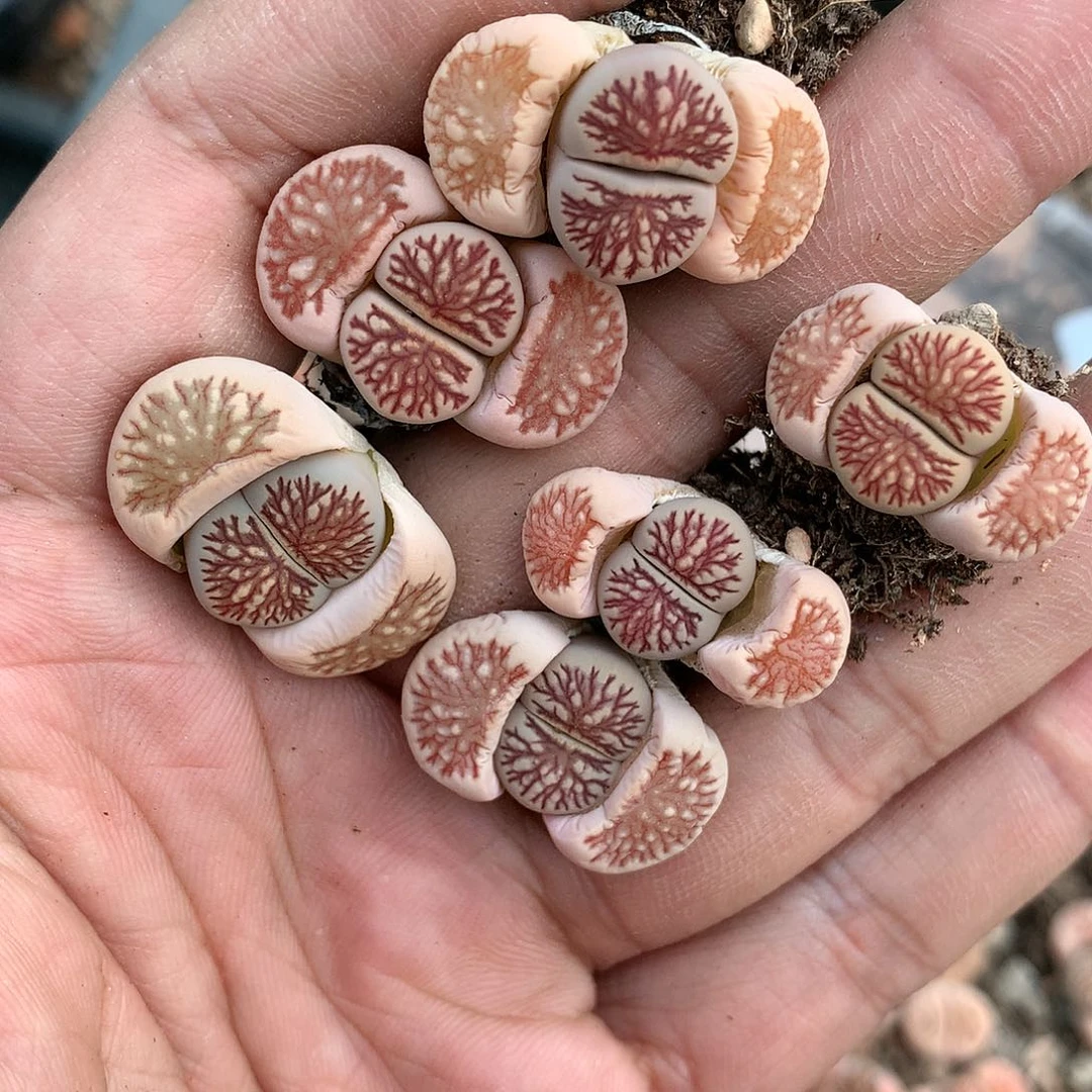 W396多肉的多肉植物