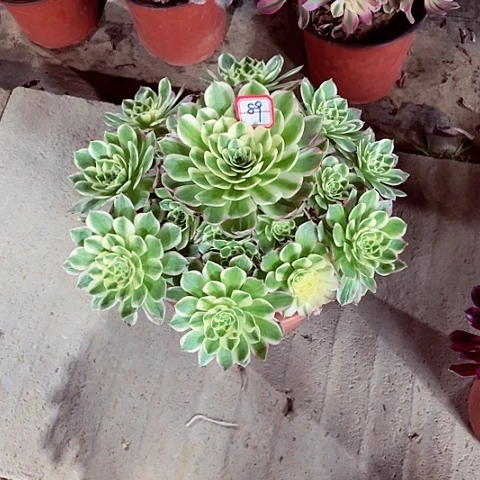 海王多肉法师89号