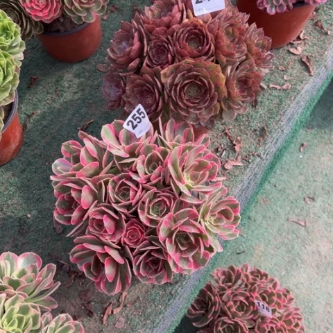 少***光240桃花石，255粉女郎