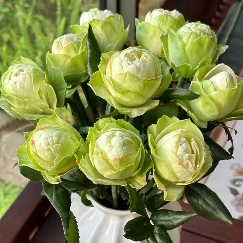 花莳家花莳园艺  1加扦插【白色卡哈拉/夏雨荷】月季花苗庭院花卉