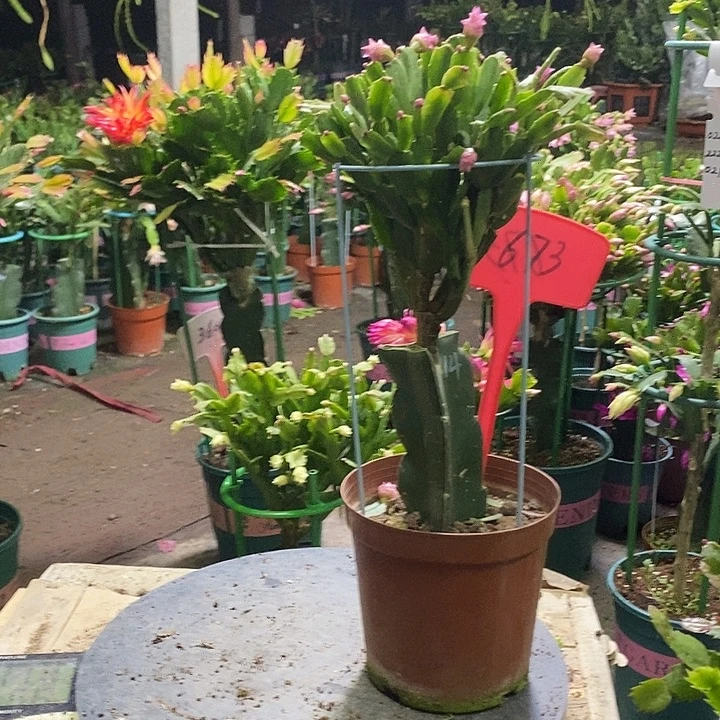 粉玫瑰带盆发顺丰673