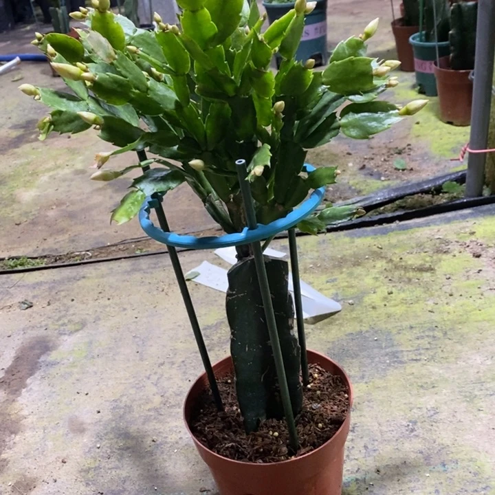 当前无花栽培后可以开花676雅思