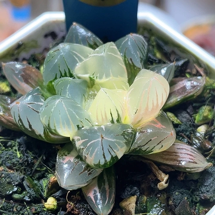 653北极之恋锦特选福利