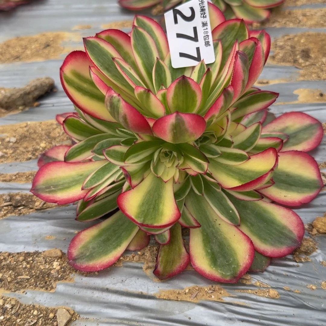 277荔枝。多肉植物。