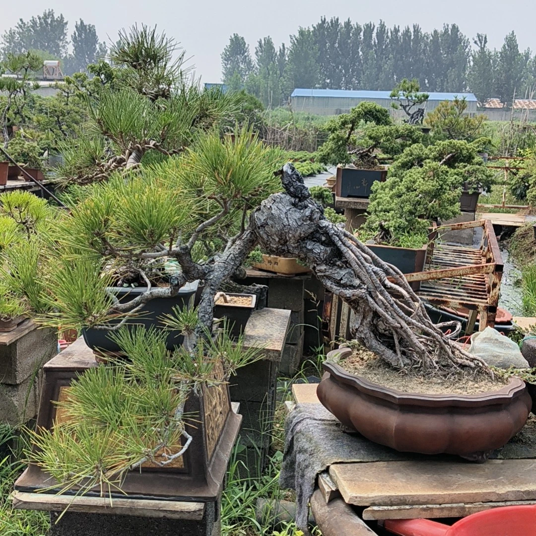黑松杂木类盆景直播间一物一拍