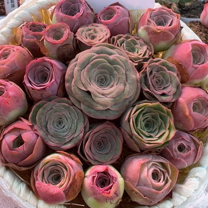 三碗306 多品种玫瑰混花篮