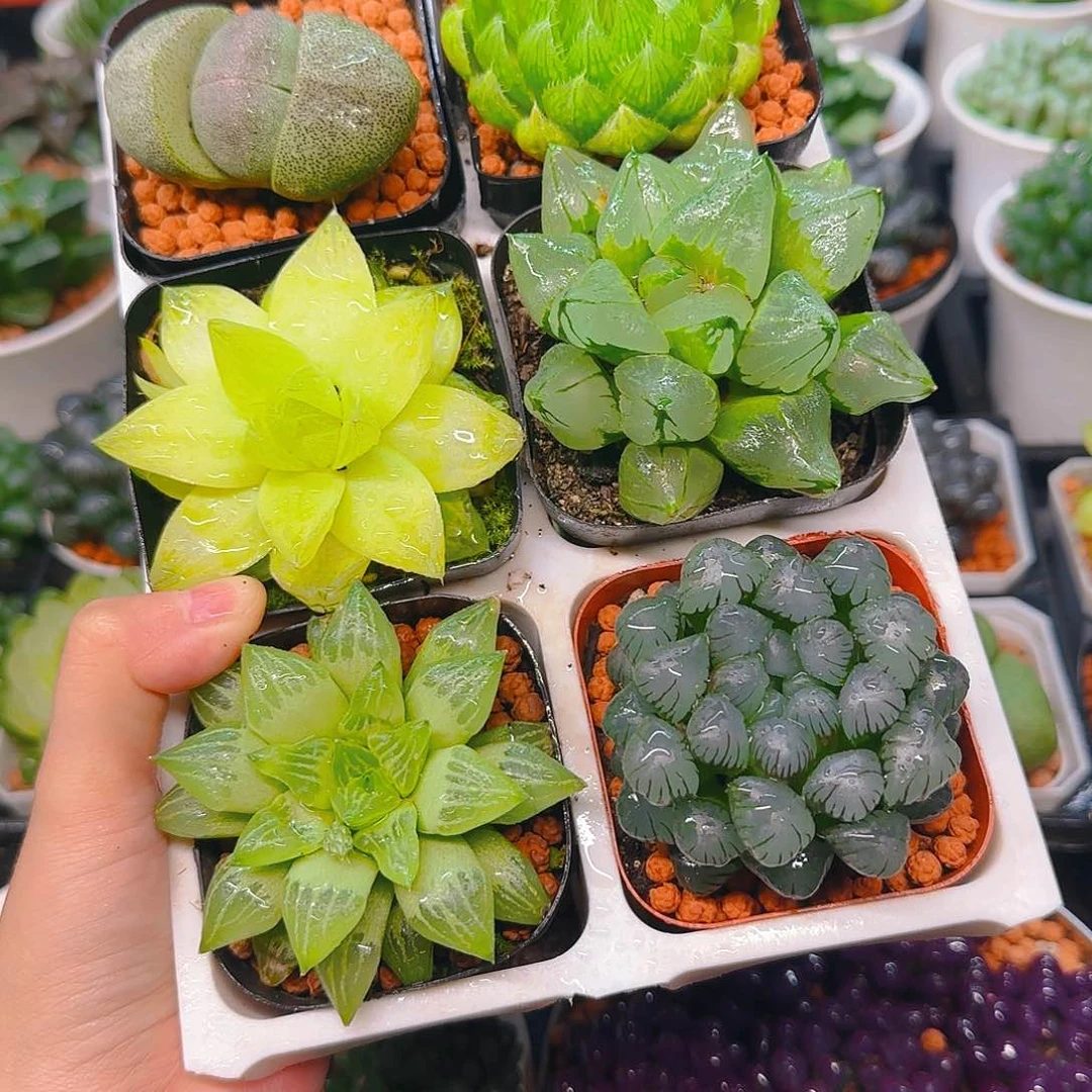 玉露六件套多肉，原盆