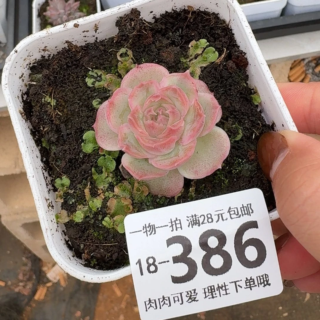 水晶虾饺无盆土发货