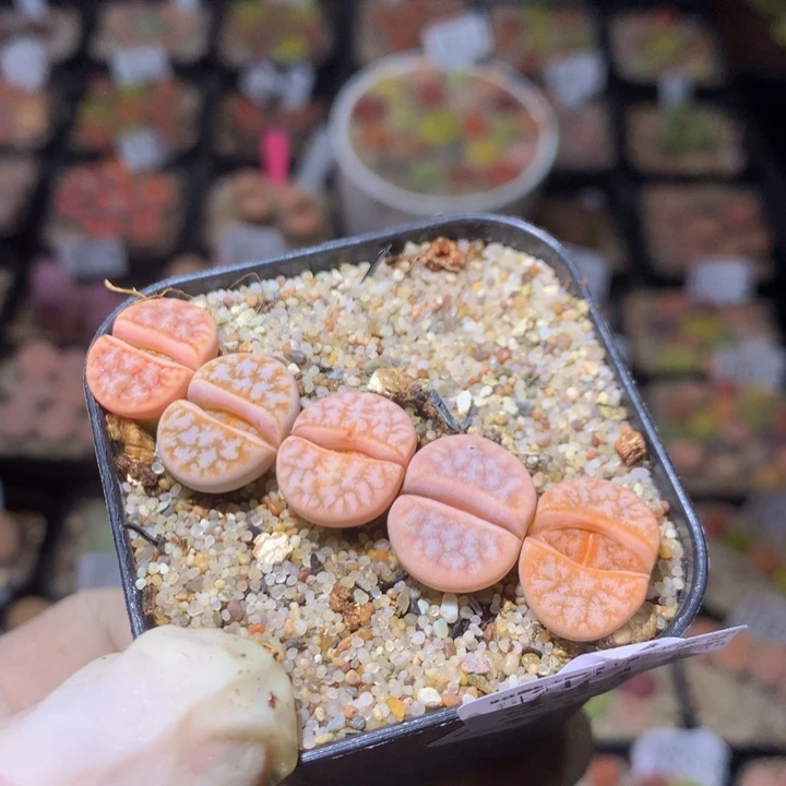 碎***?精品生生花212.341