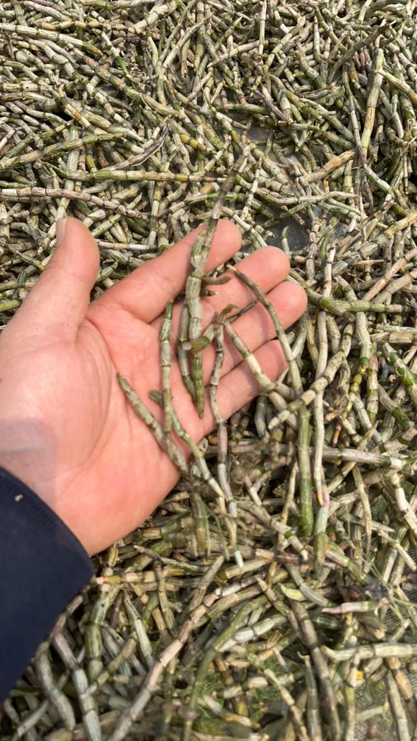 生态铁皮石斛鲜条不打农药不打化肥，比较短胶质好，10厘米以下