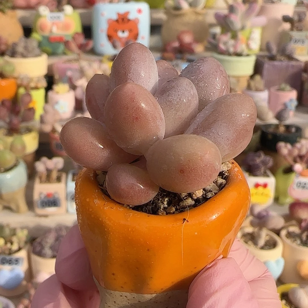 汤圆奶 盆口2.5cm