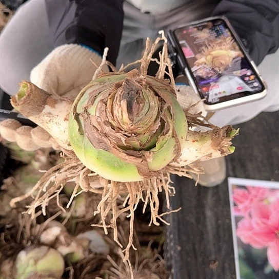 甜蜜4号10+厘米 带3个大侧芽 开花包对版