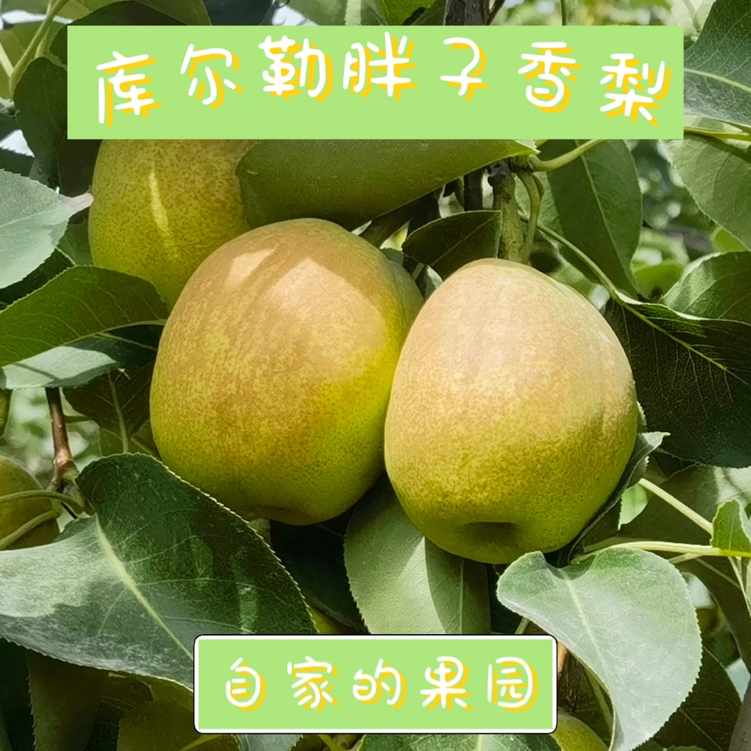 新疆库尔勒香梨正宗原产地直发包邮坏果包赔水果年货自家果园汁多