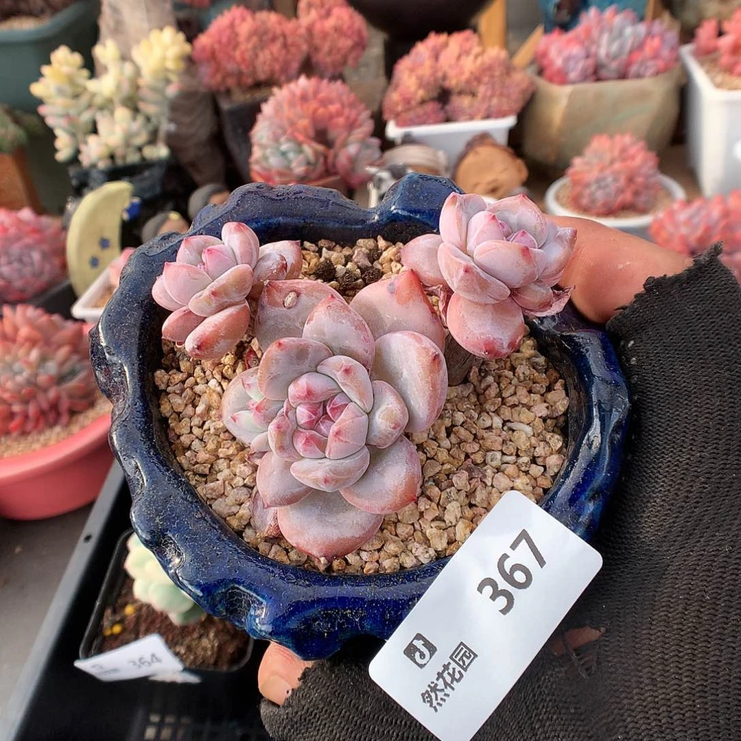 367星影多肉植物6666