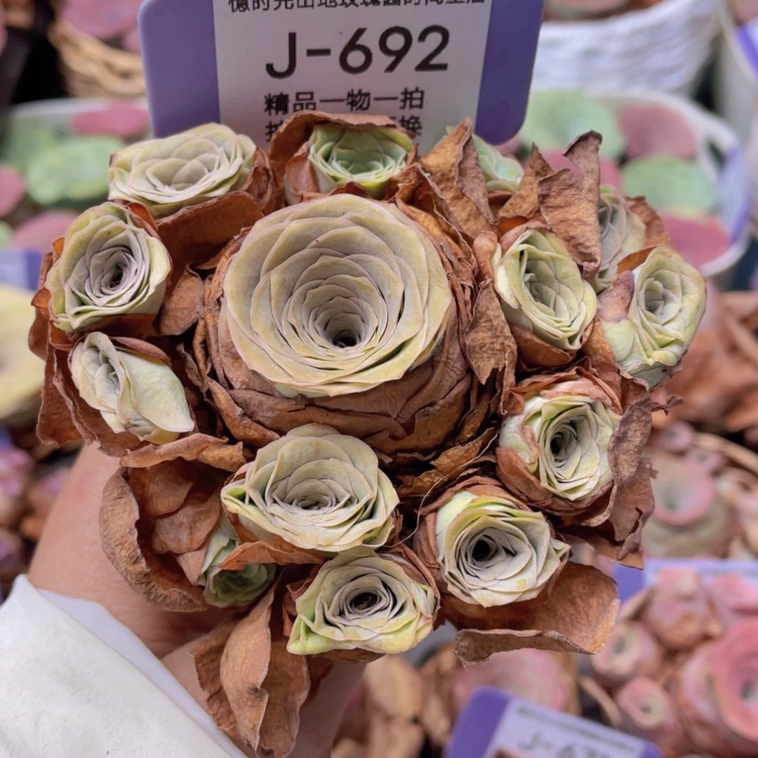 山地玫瑰J692断枝不包损不售后