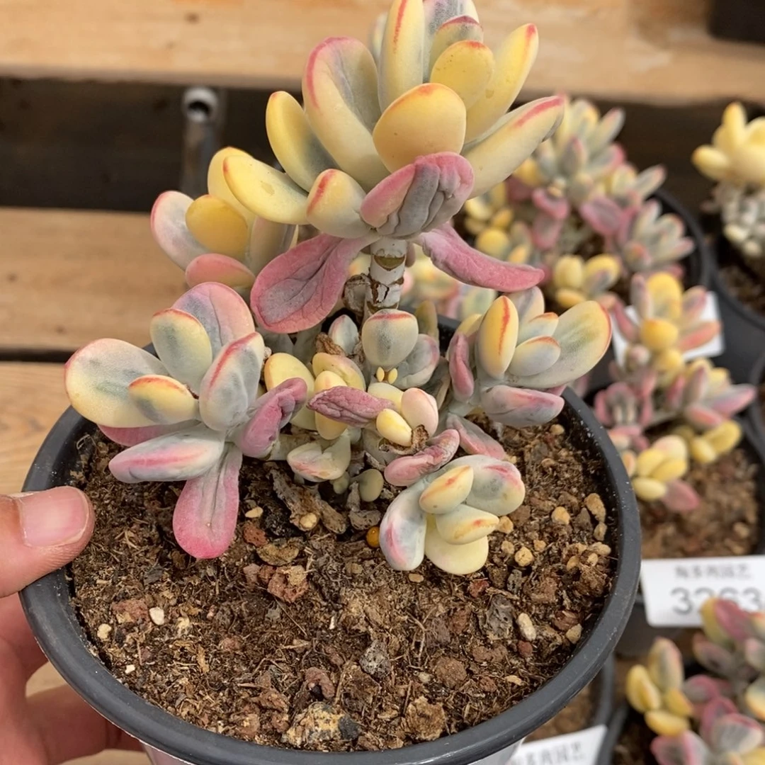 乒乓福娘锦多肉植物3269