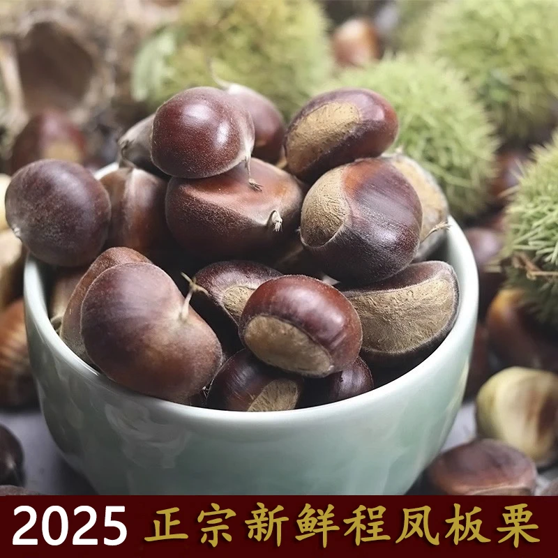2025程凤板栗新鲜正宗程丰生栗子锥栗壳当季油栗高山锥壳即食栗仁