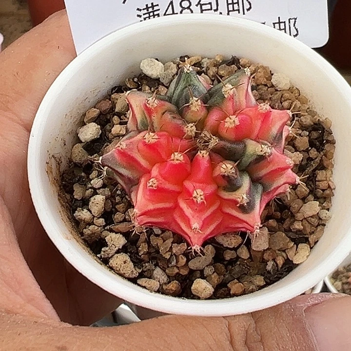 ❥***猫580号实生米哈仙人球