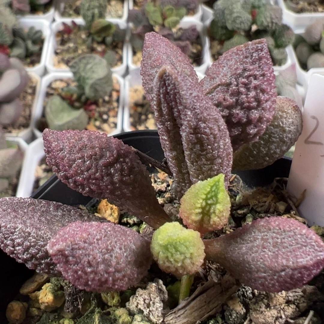 w红色系颗粒款实生新品