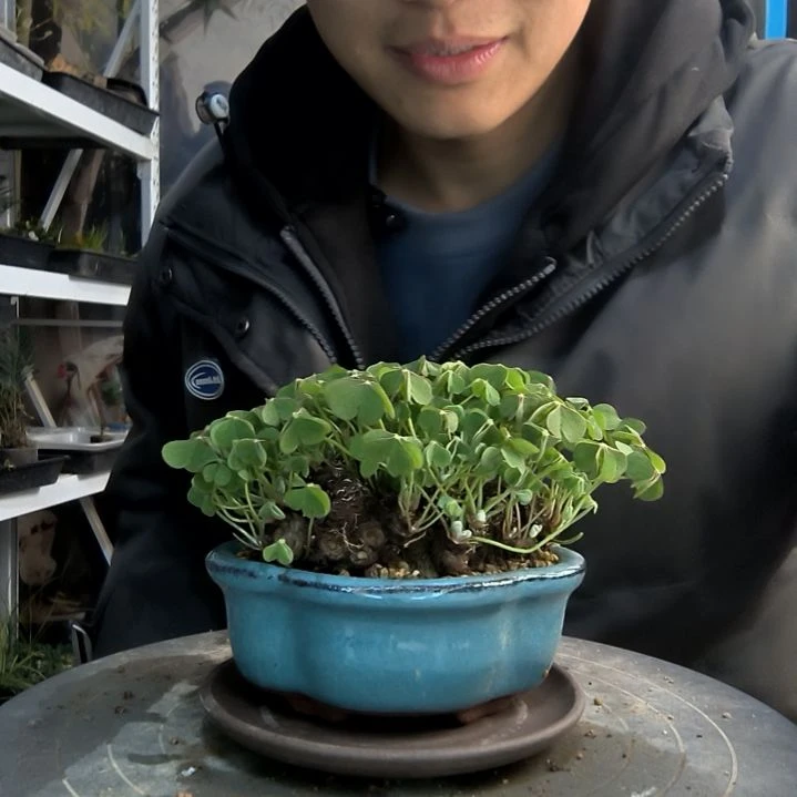 丽**娘小盆景小植物一物一拍48