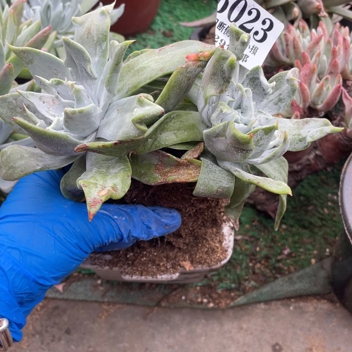 果**冻23号普芙雾冷塔杂拇指多肉