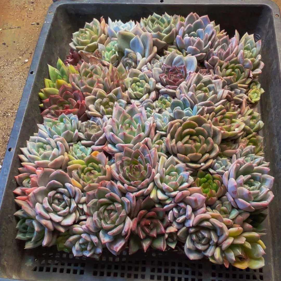 撒***撒708多肉植物和植物的生长发育
