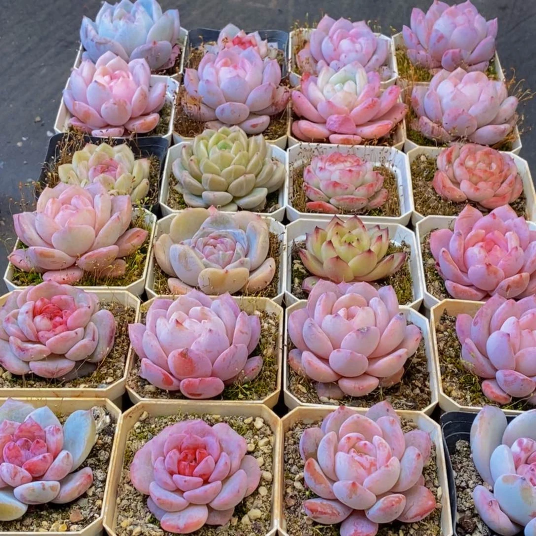 071多肉植物保护研究所所长助理研究员