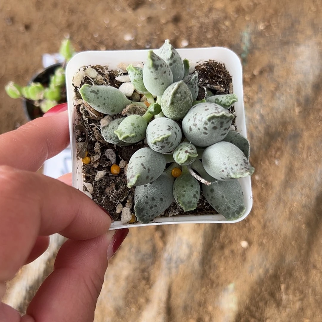 多肉植物多肉植物