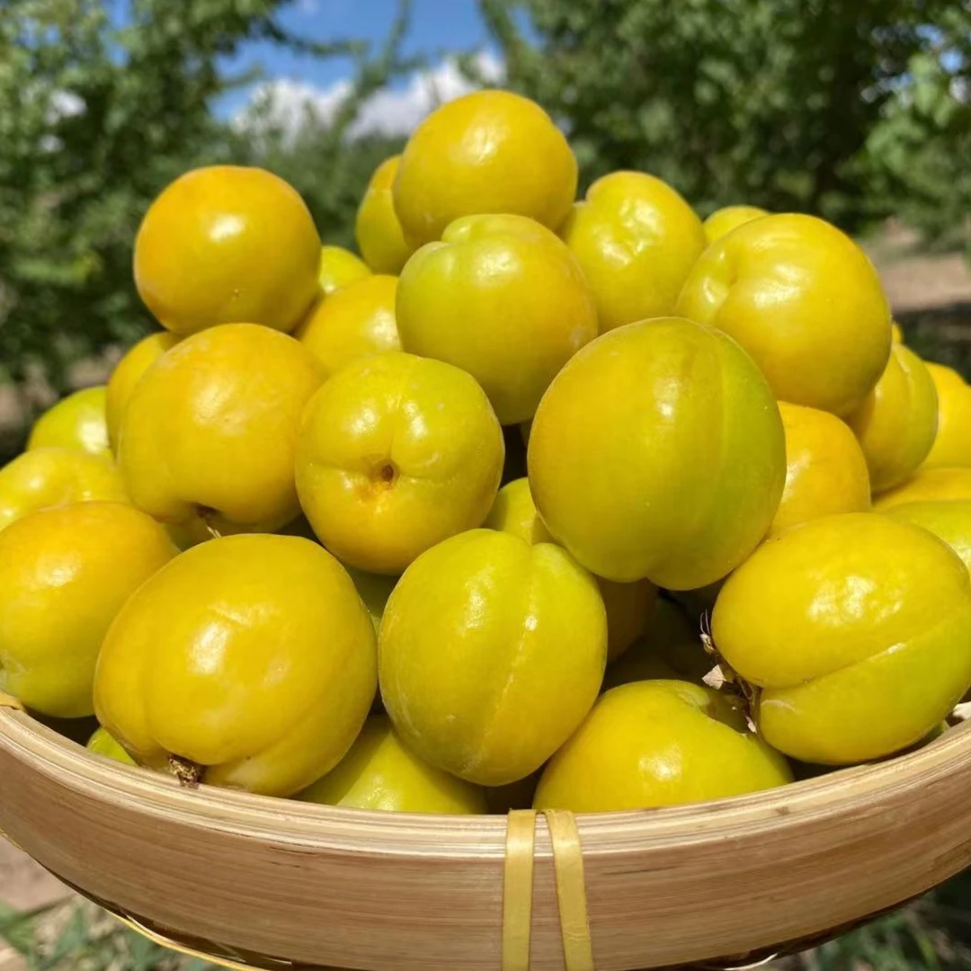 新疆轮台库车小白杏子产地空运直发2斤/3斤/4斤现采现发新鲜水果