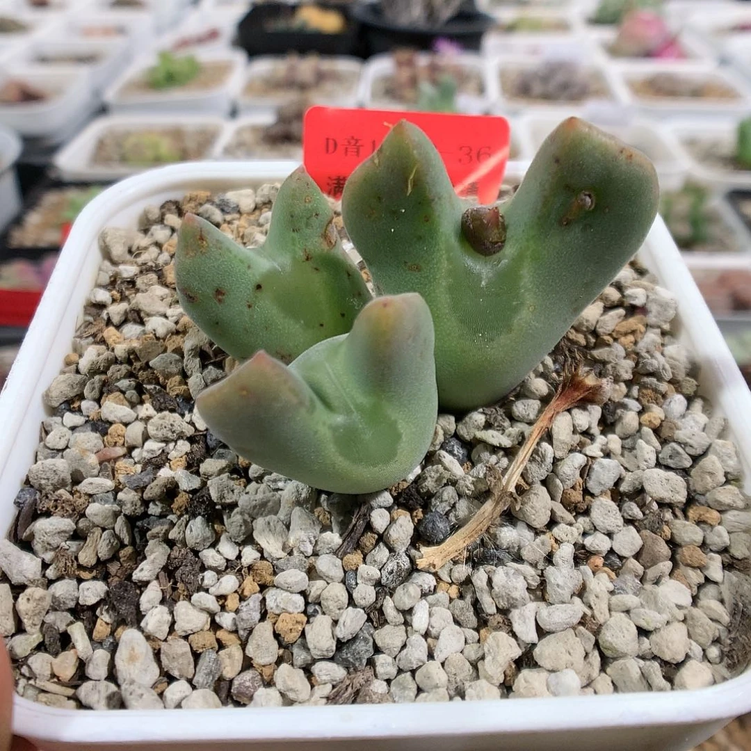 12-13-36    母本瑕疵空蝉