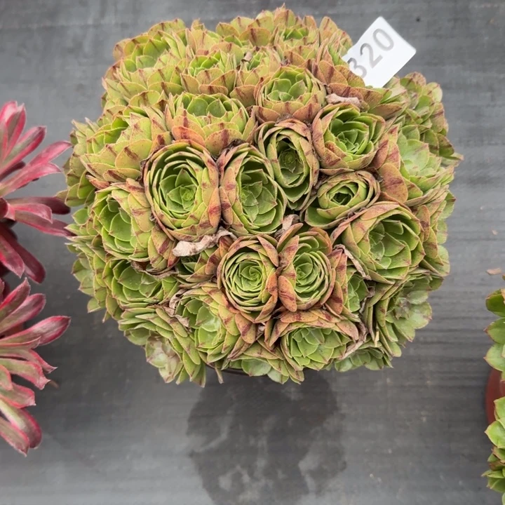 多肉植物万拉丝320