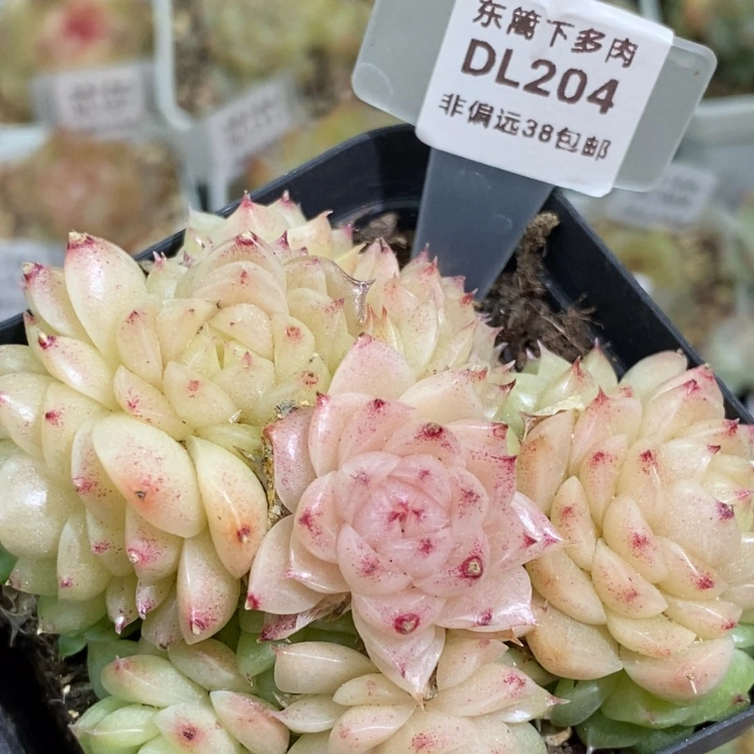 204东篱下多肉植物盆栽