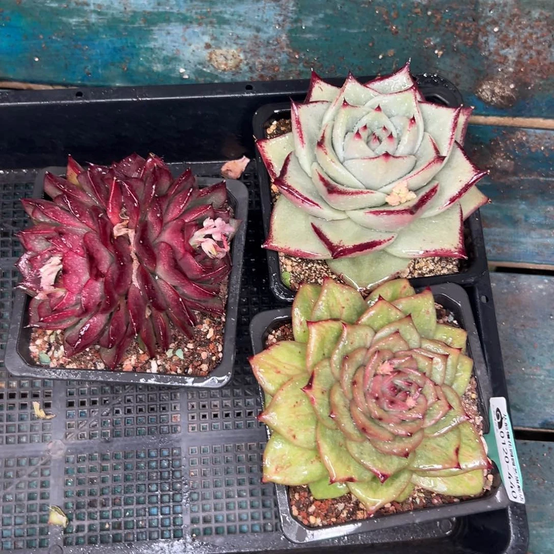 多肉一物一拍0120-440