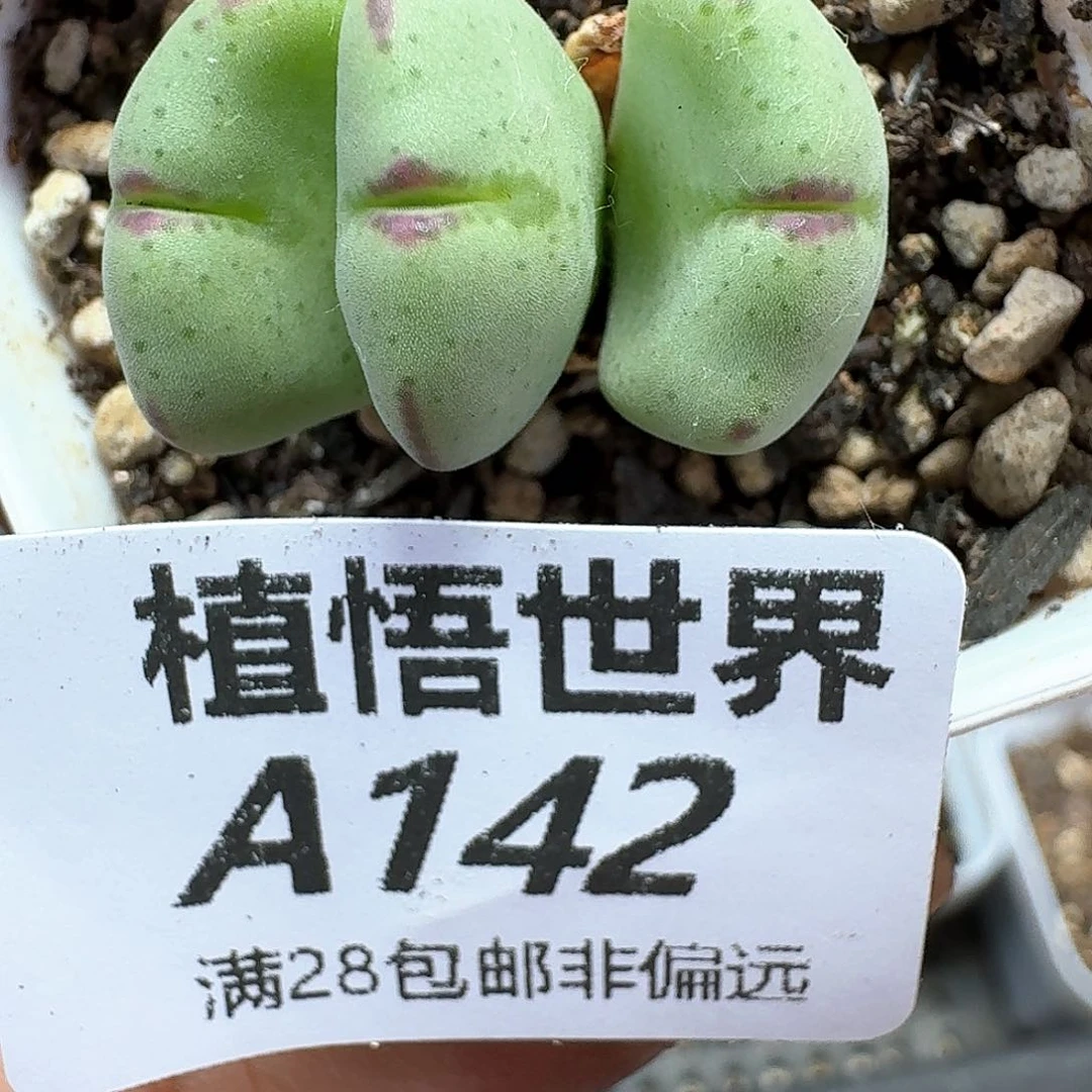 新肉植物的植物哇d