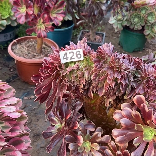 会***洪多肉植物一个欧嘉莉426