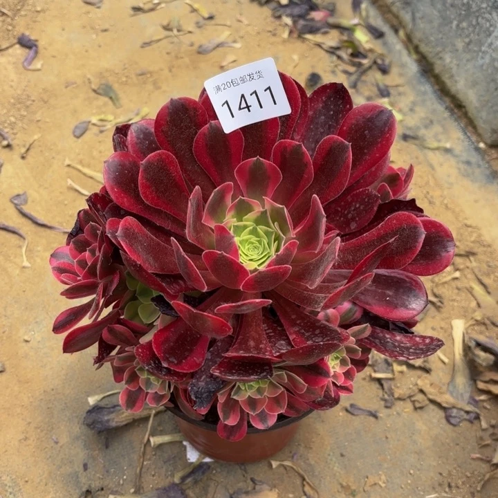 美杜莎多肉处理不包断头1411