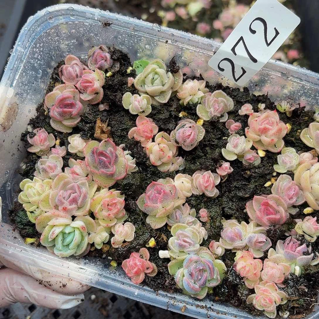 多肉植物多肉植物272