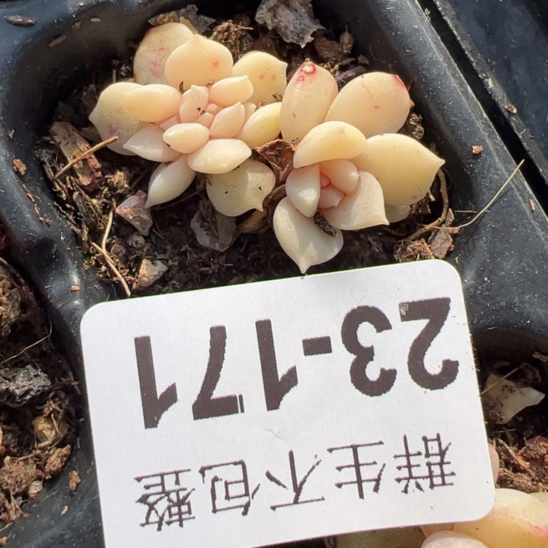小卡拉米糖心一物一拍23-171