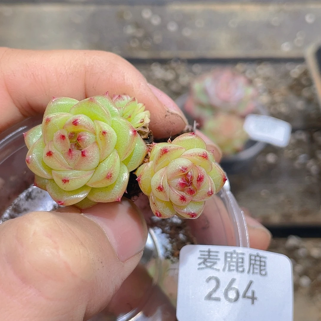 悠***悠264。定。