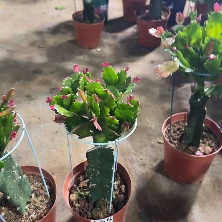 J***x大部分开放少量花苞558嫁接037