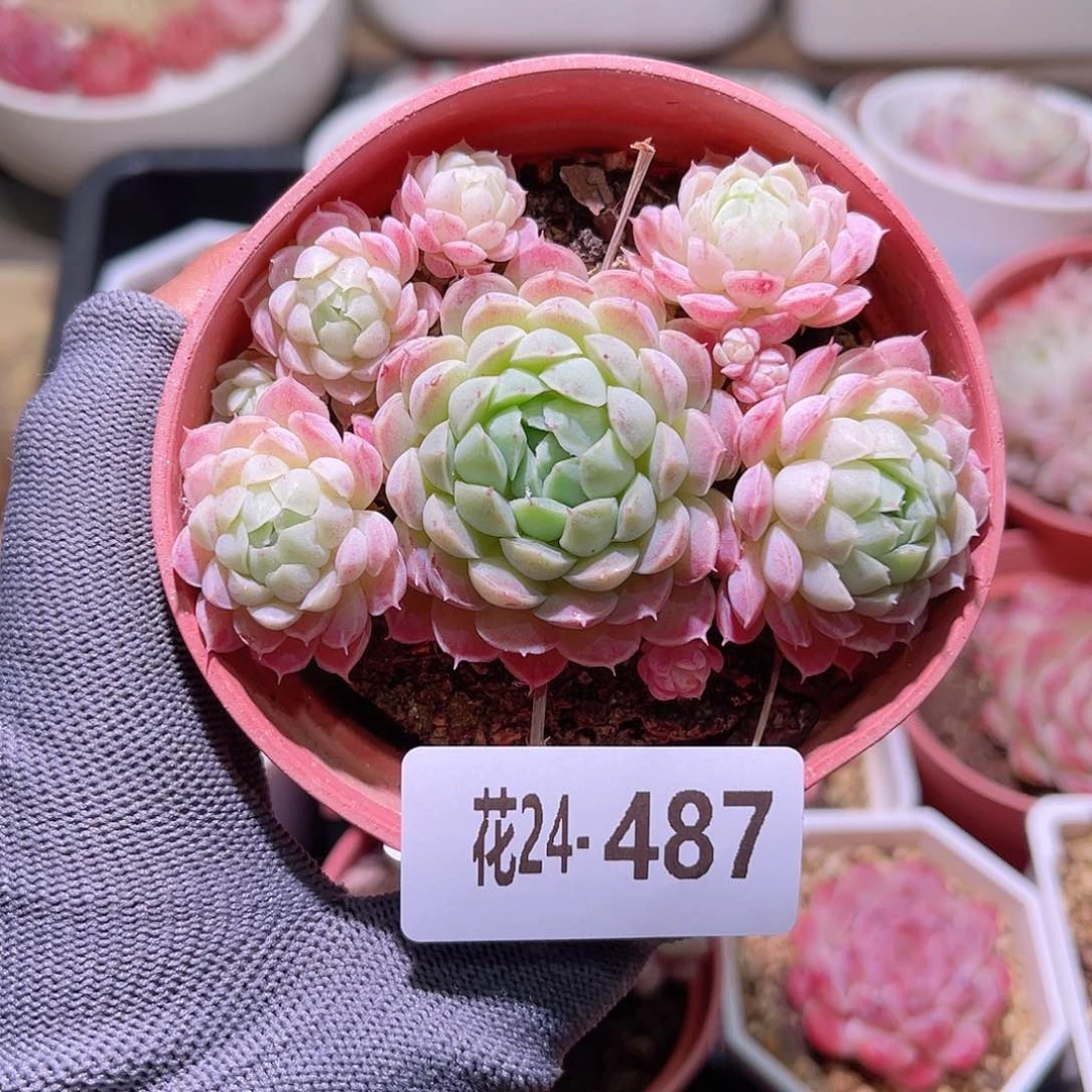 花24-487羊脂球小群