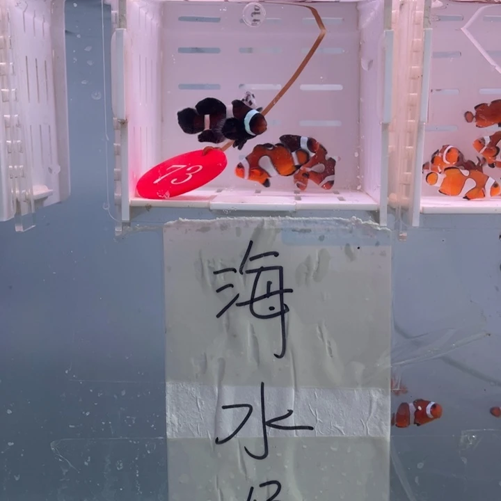 海水鱼瑕疵混搭6条2.5-4