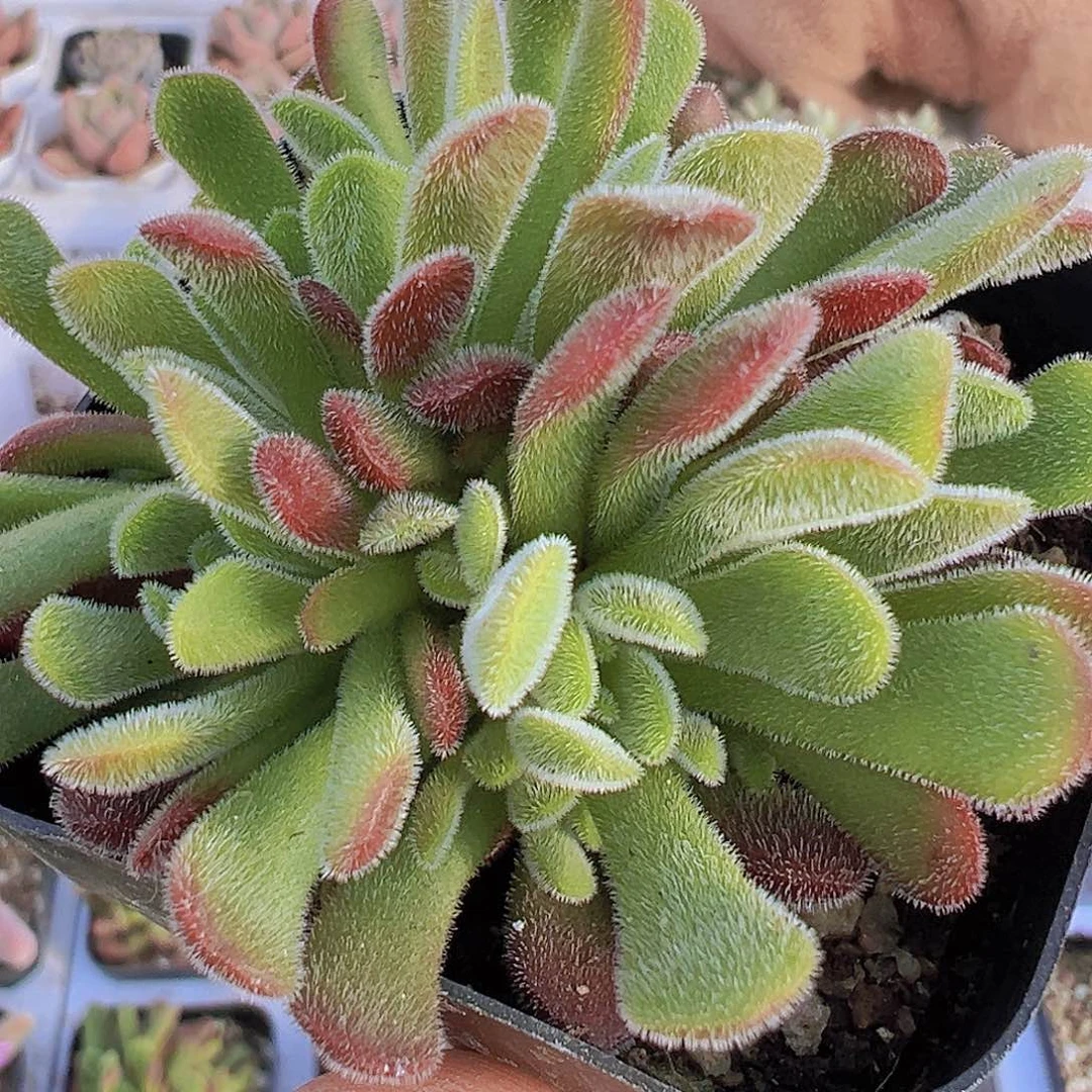 梦春19包邮多肉植物