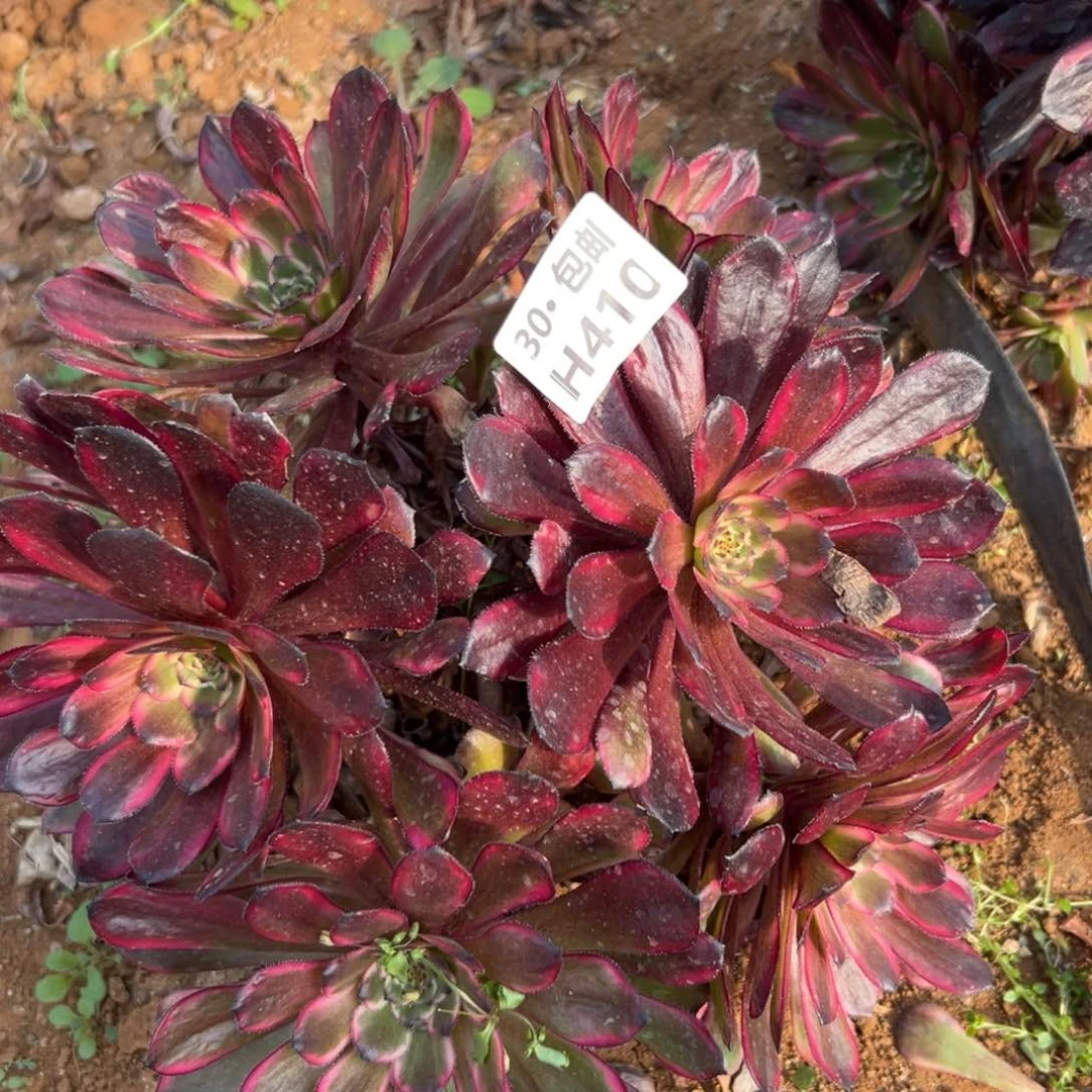 410红金刚多肉法师