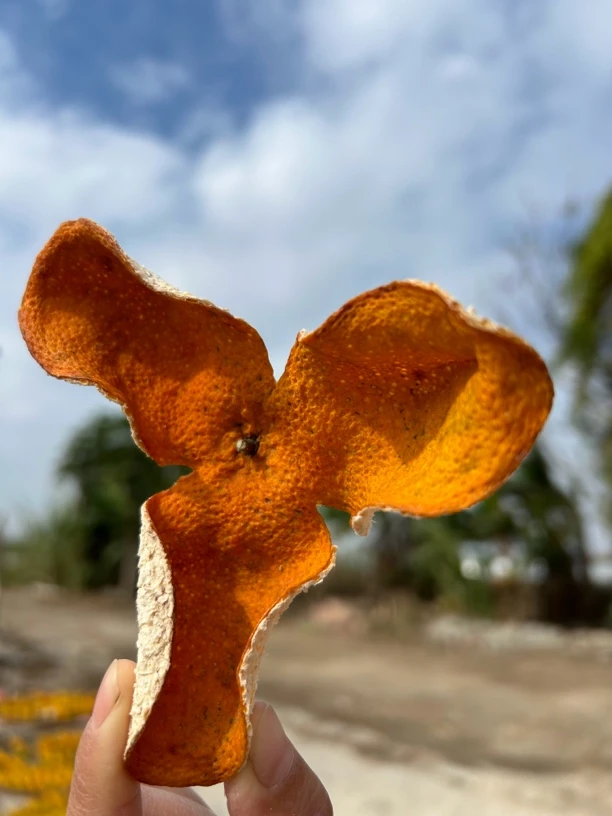 2024年深吕圈枝2红皮正宗新会陈皮广东新会广东特产果园自销