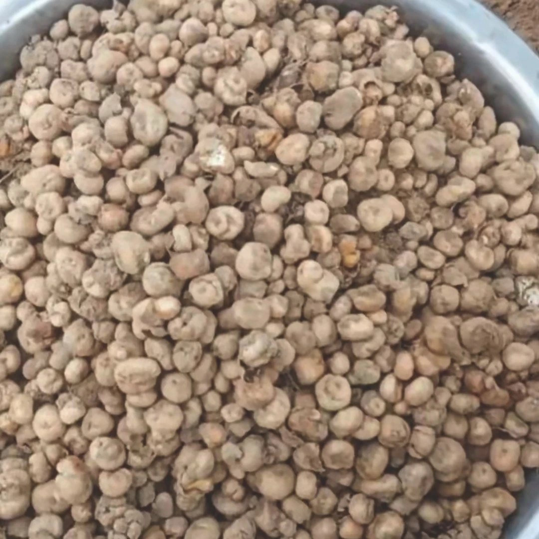 玄胡种子 玄胡种子