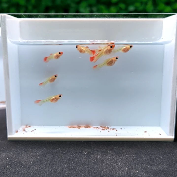 孔雀鱼双头玻璃猫球体苗子8条含两条被损。