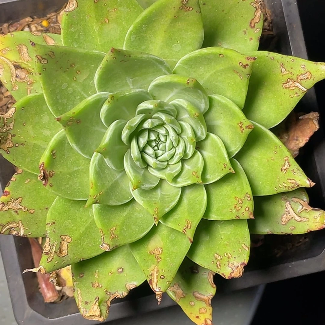 【闪购商品】M***o坎代杂交